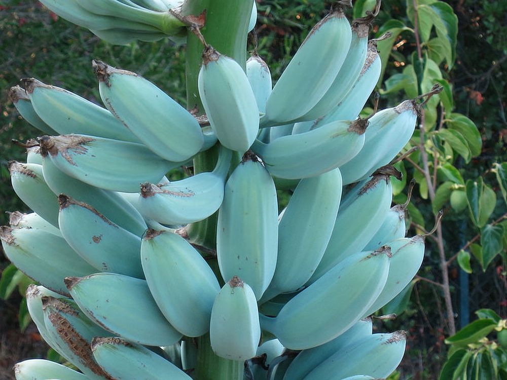 Blue Java, a banana azul que tem textura de sorvete e sabor de baunilha